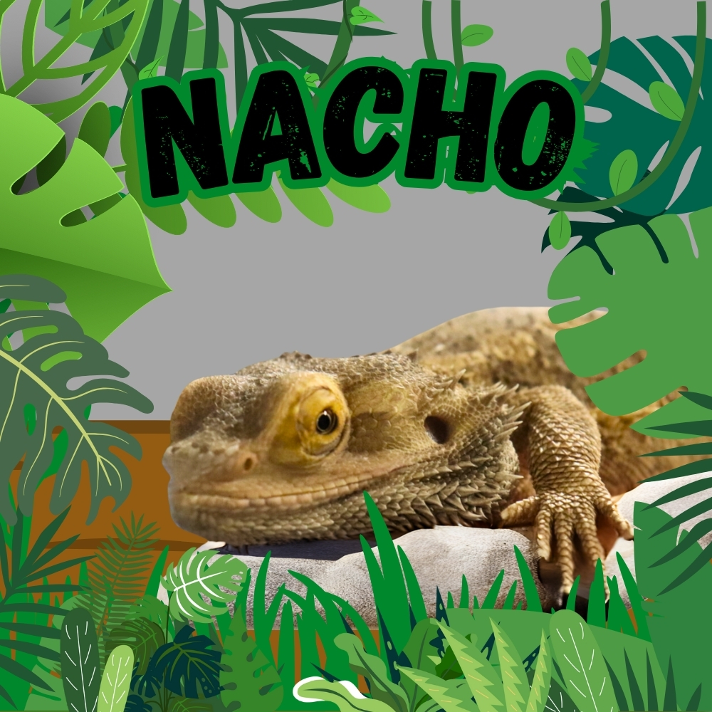 Nacho the Bearded Dragon