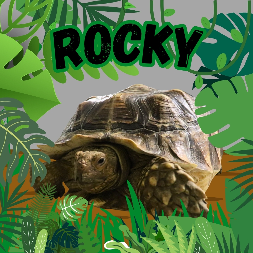 Rocky the Sulcata Tortoise