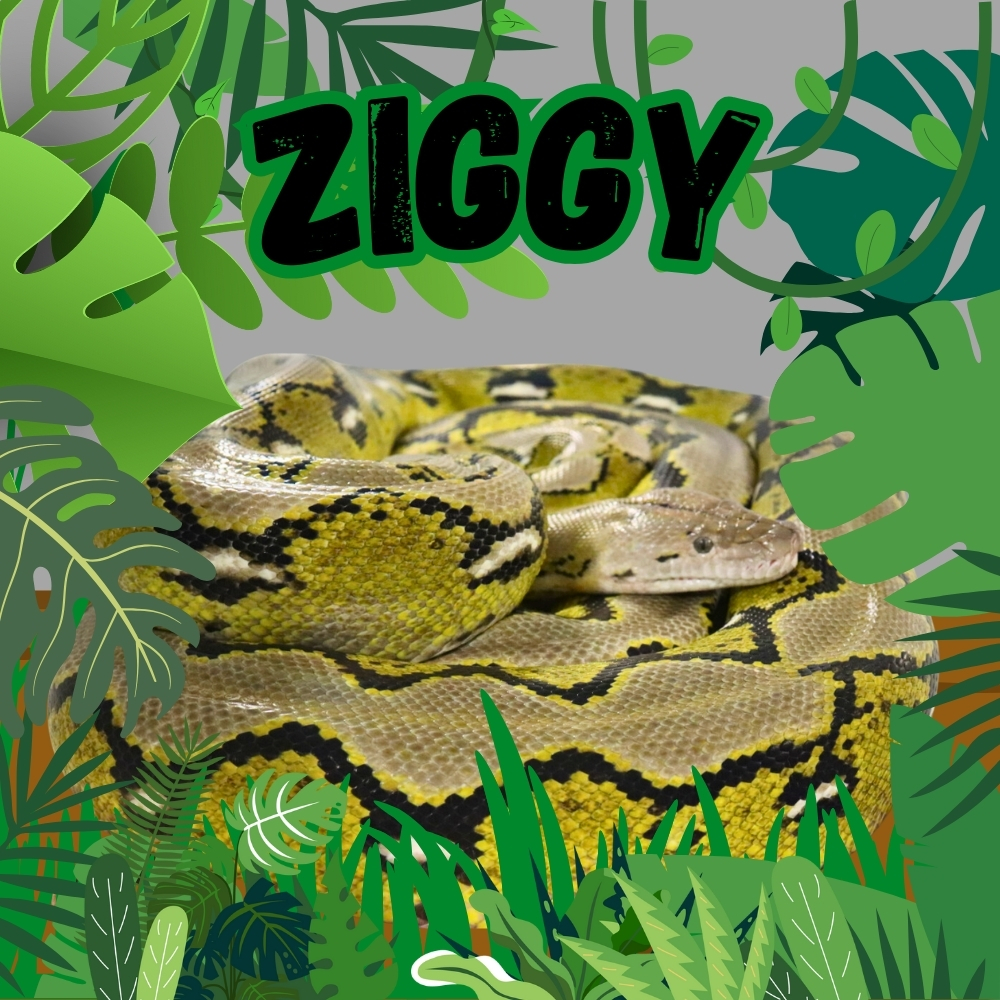 Ziggy the Reticulated Python